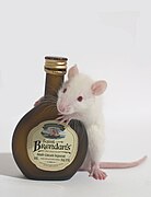 This is not my rat, sadly.