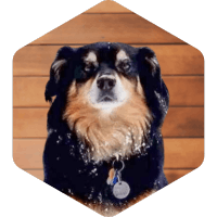 A dog, decidedly NOT a human as Yee Wai actually is, on a wooden background.
